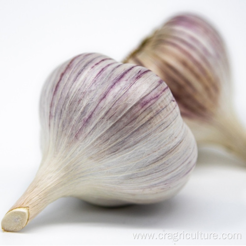 Buy Discount Fresh Purple Garlic Bulk